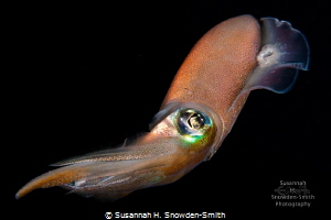 "Dynamic" - This Caribbean reef squid was photographed du... by Susannah H. Snowden-Smith 